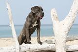 CANE CORSO 239